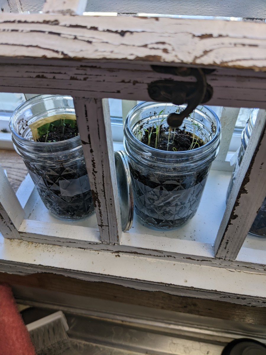 herb-window-box