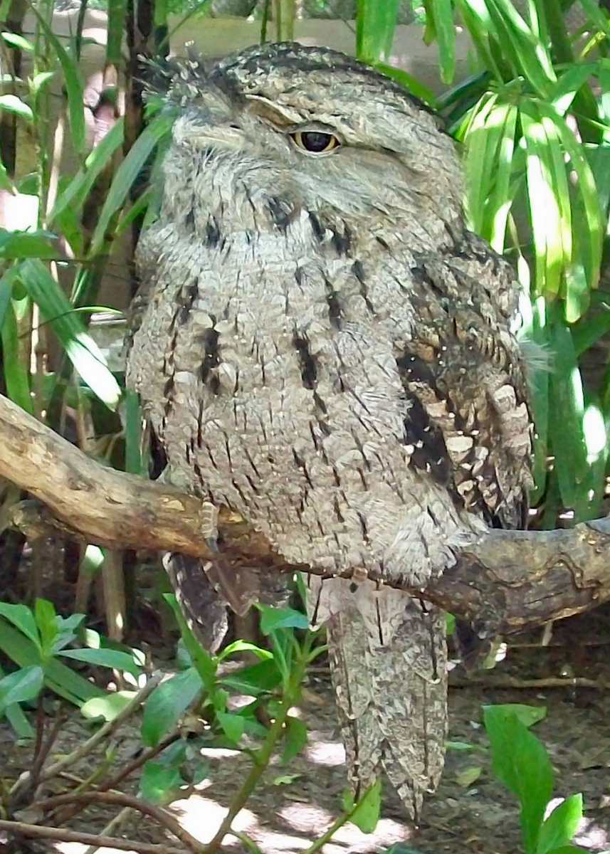 A cool lookin owl. Look at his eye. There are tons of exotic birds at Discovery Cove. They land right on your fingers. 
