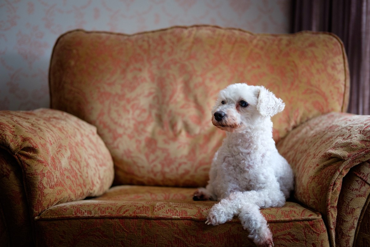 Poodle Breed: Is a Poodle Right for You?