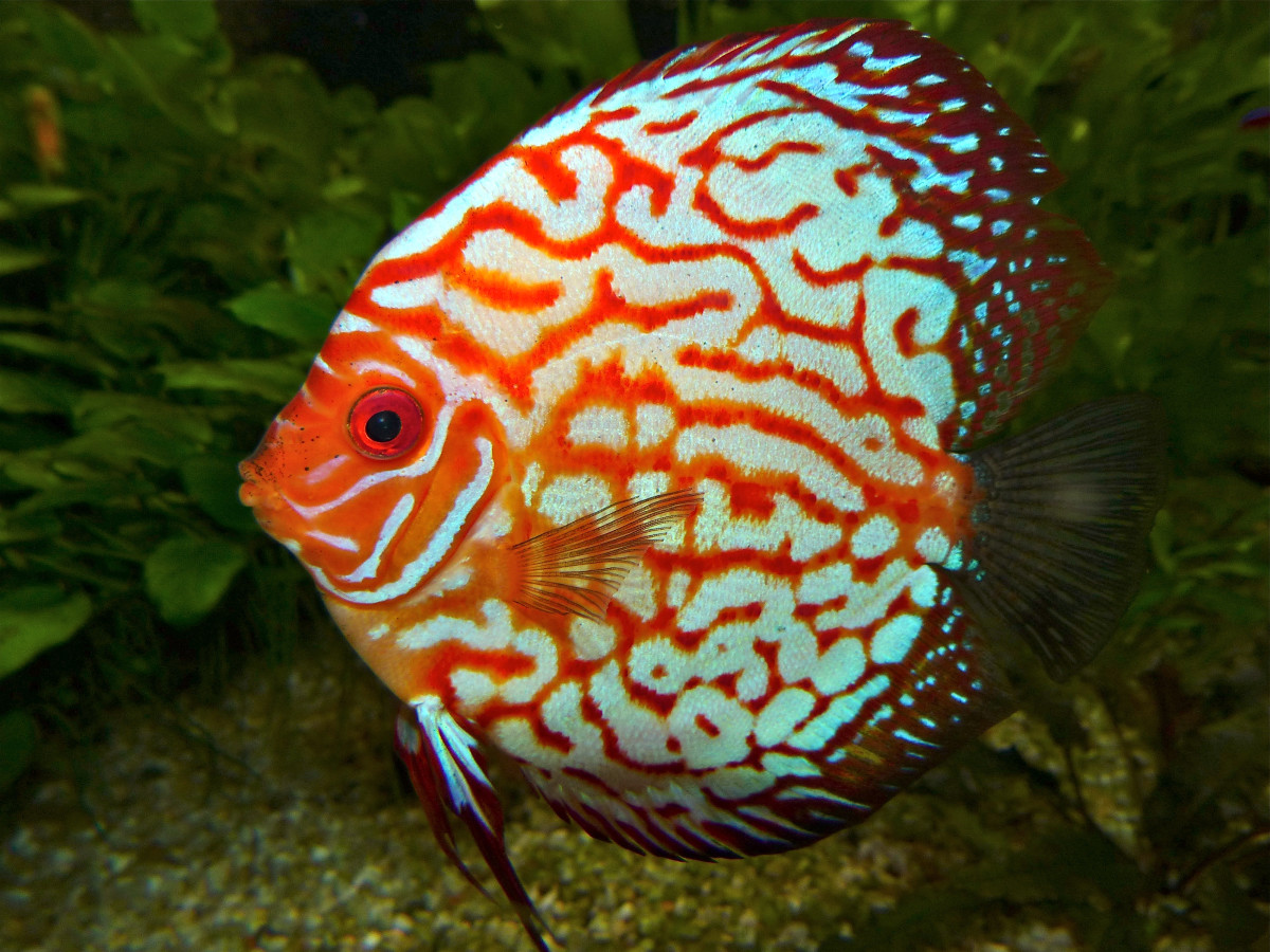 Discus fish are perhaps some of the most stunning specimens you can stock in an aquarium. 