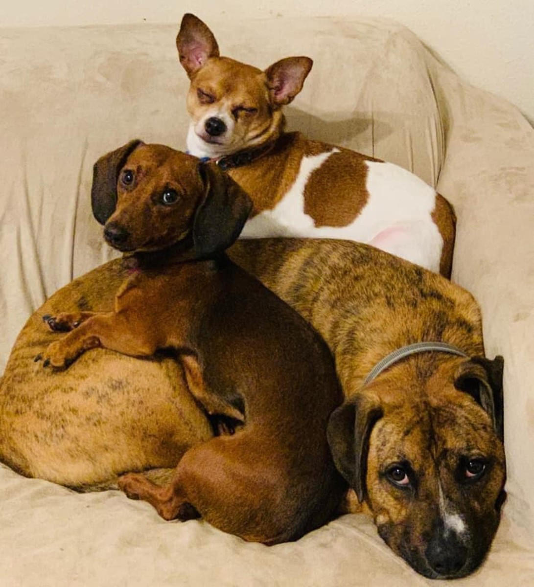 Best buds: It took a lot of time and patience in the beginning, but these three have grown to love each other.