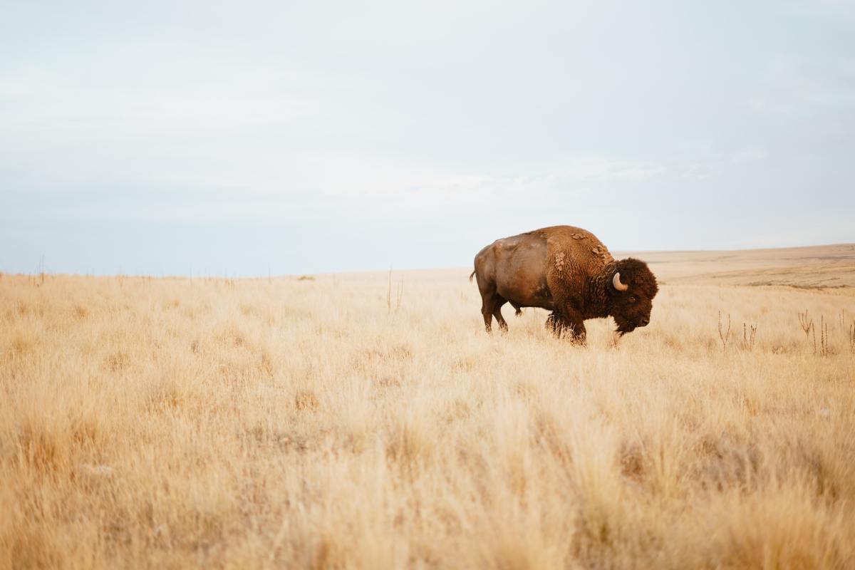Bison have a strong herding instinct, so the minimum herd size recommended is 12–15 animals.