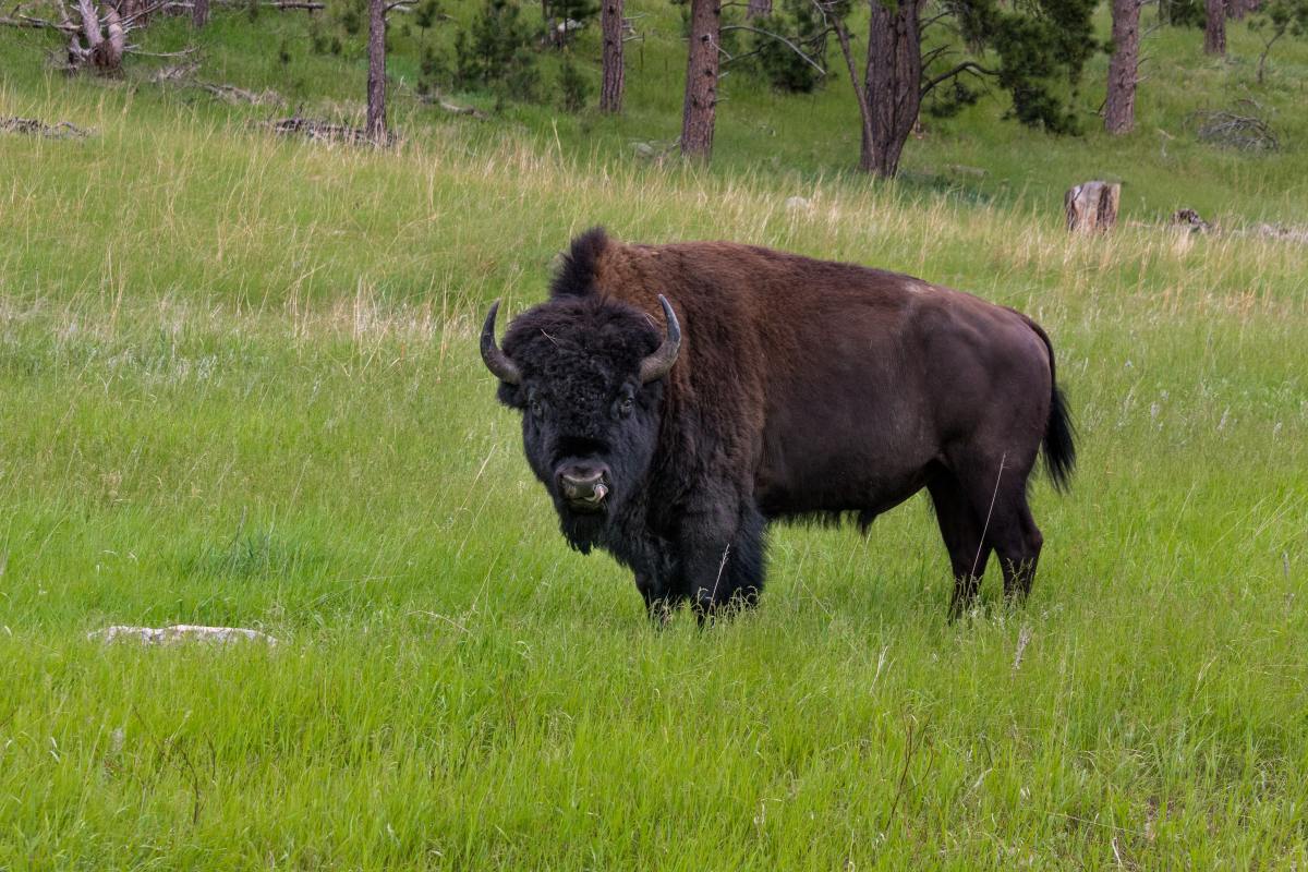 Bison meat has many health benefits—it's a good source of iron and other essential minerals.
