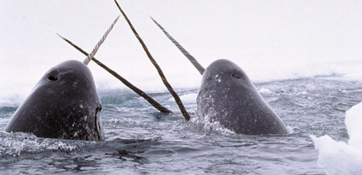Narwhal Appreciation Day
