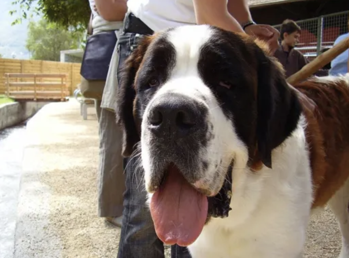 Are Saint Bernards aggressive or is there a lack of knowledge and training among owners?