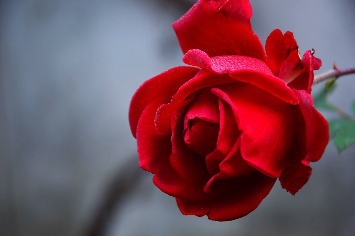 A red rose is a symbol of love.
