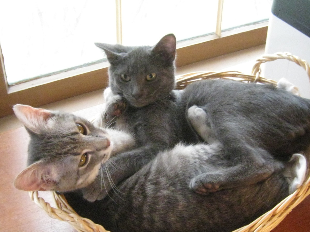 Mickey is the tabby; Joey is the charcoal gray Russian Blue.