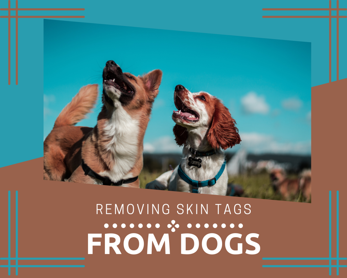 Removing a Skin Tag From a Dog