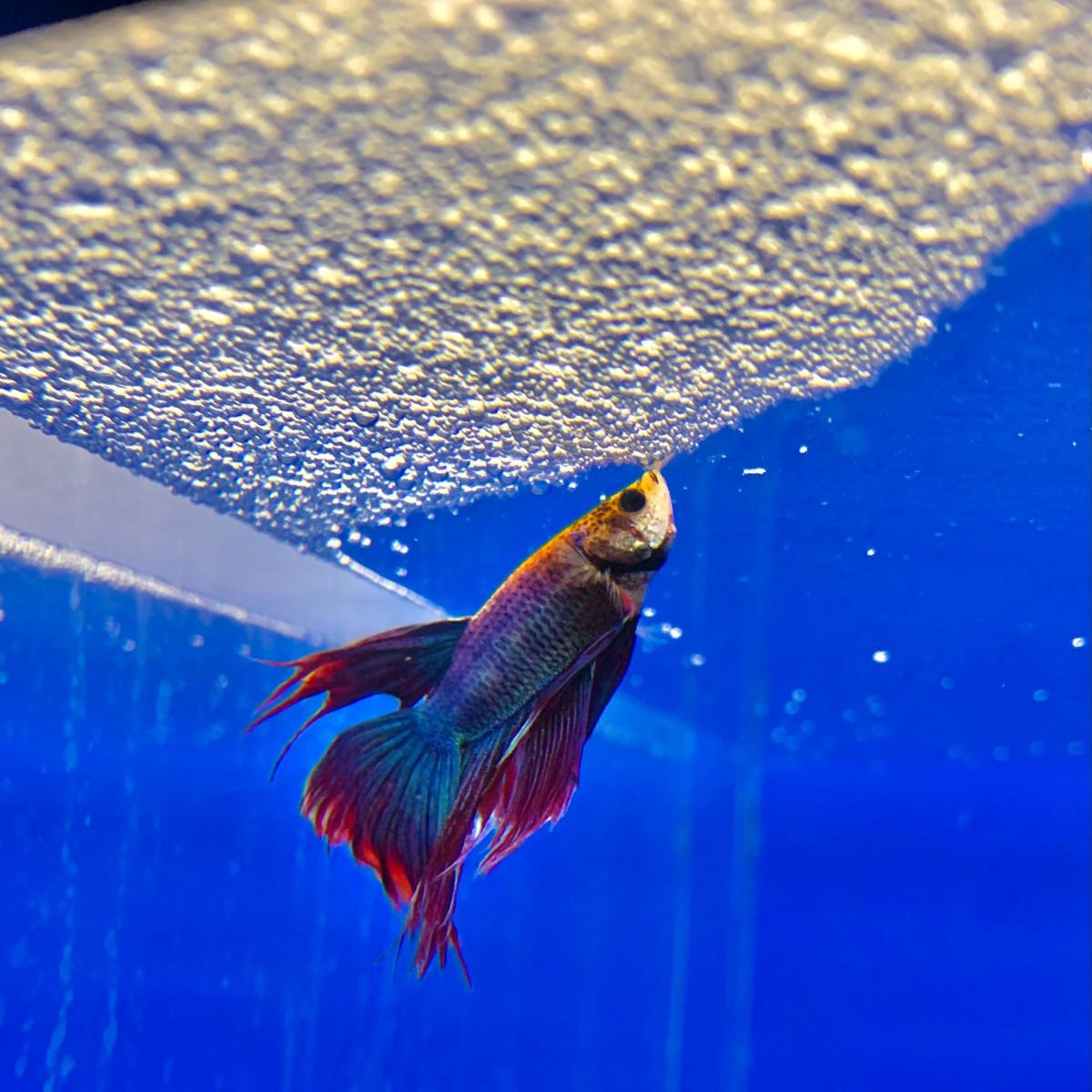 Betta fish can breathe the above water, but they shouldn't be forced to by keeping a dirty tank. 
