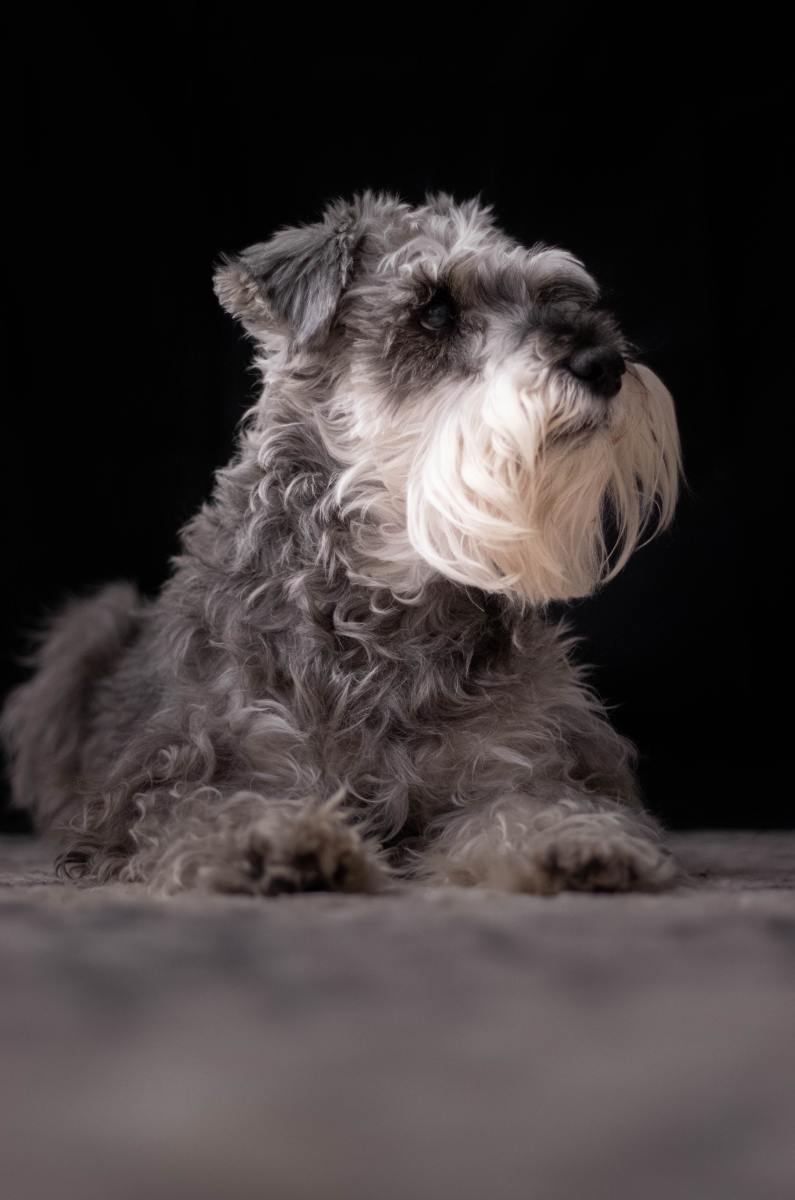 Schnauzers like to bark but are good for an apartment because they do not shed much.