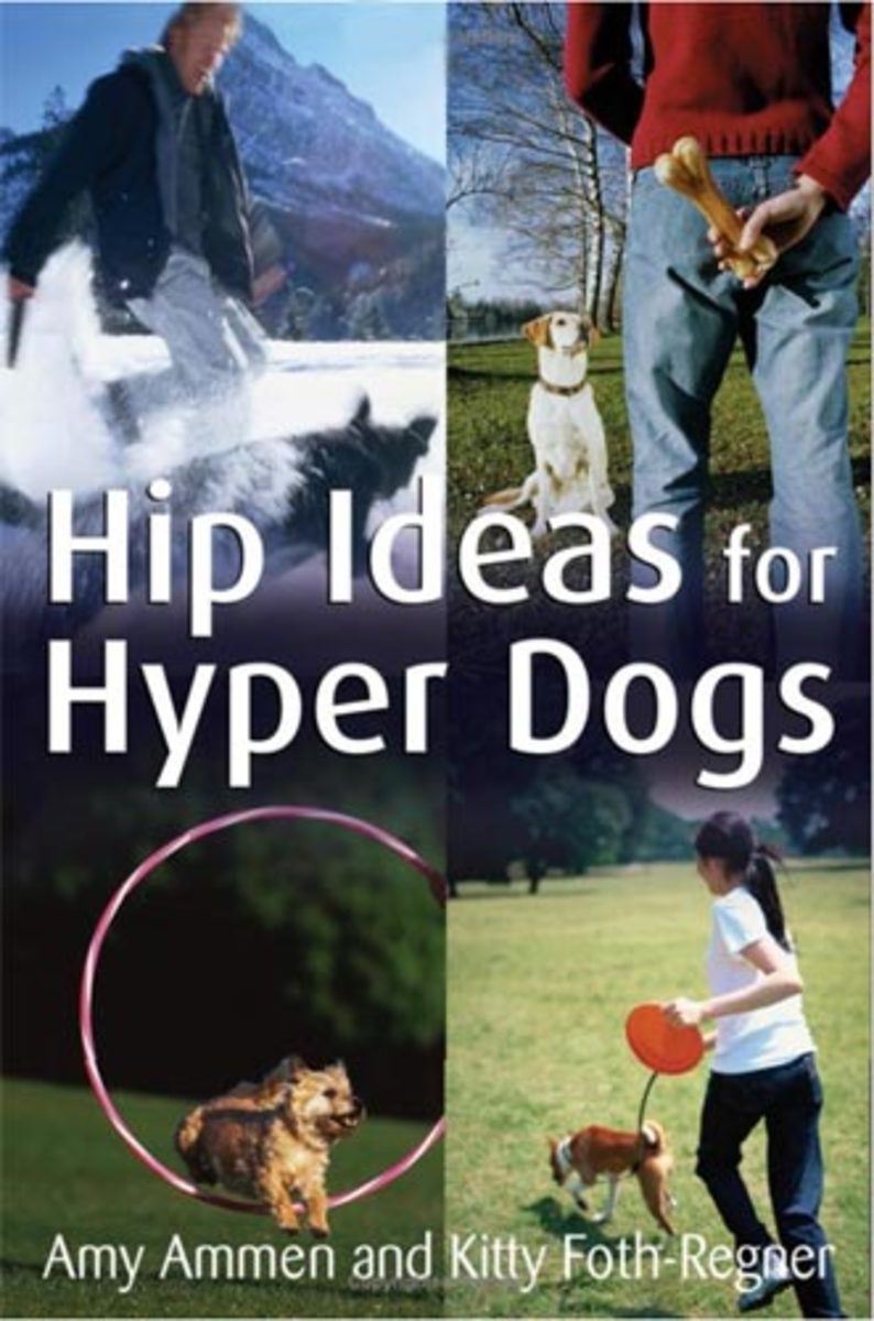 hip-ideas-for-hyper-dogs