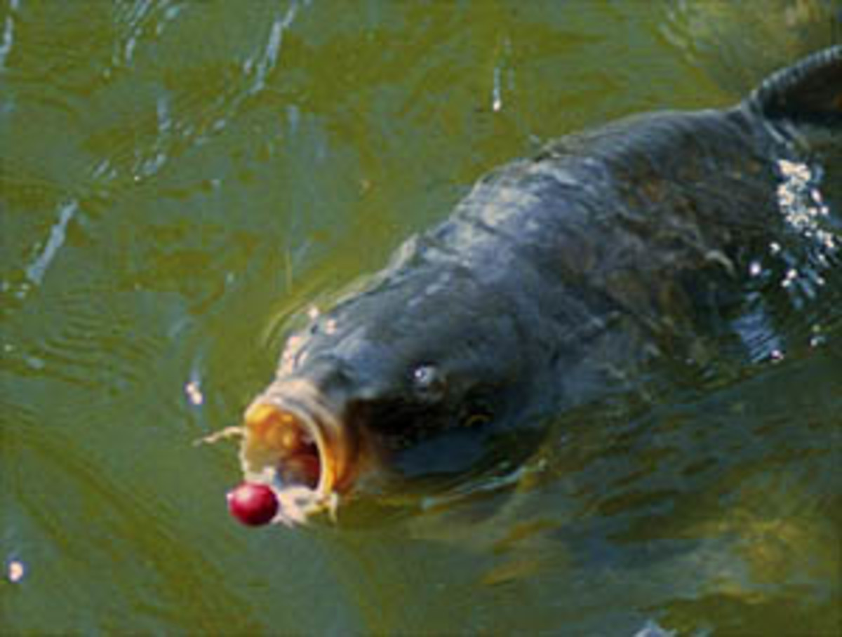 how-to-fish-for-carp-chapter-2