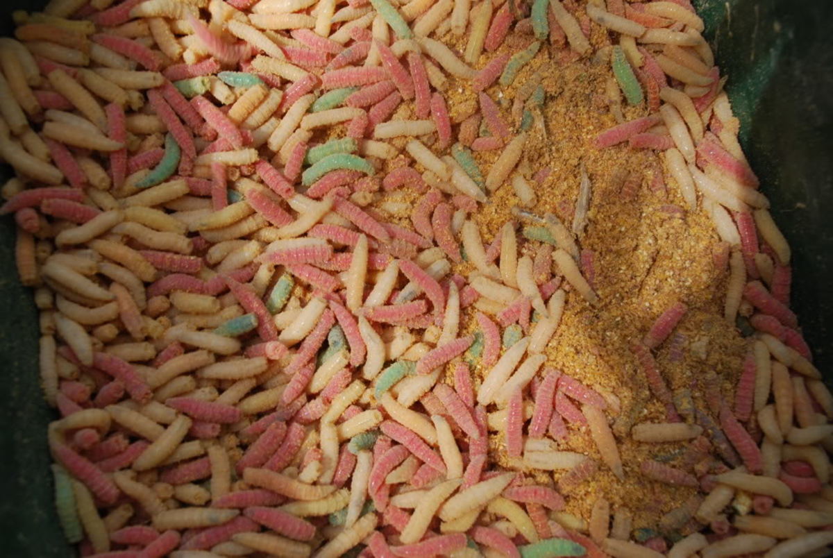 Various Coloured Maggots.