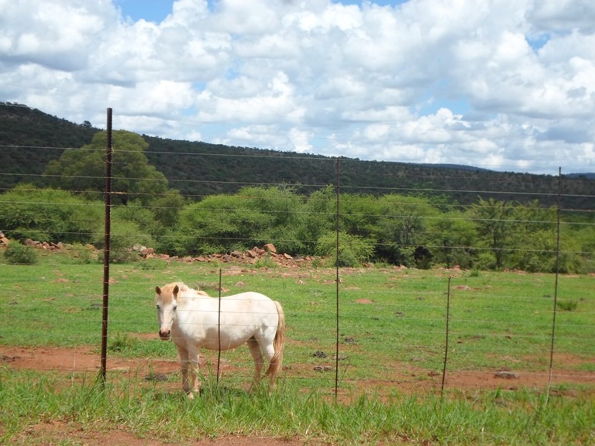 Region: Groot Marico, North West Province, South Africa © Martie Coetser