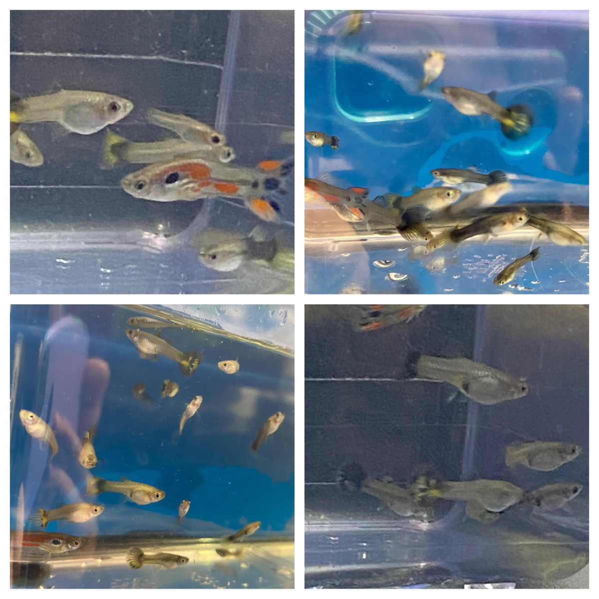 Here are some of my guppies.