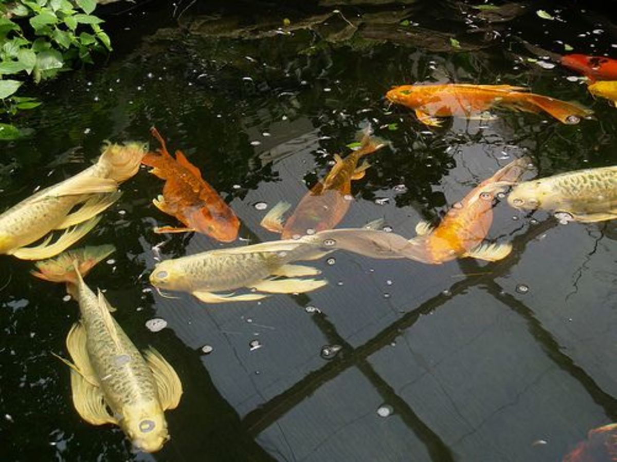Butterfly Koi in Pond