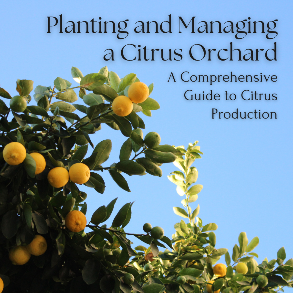 This article will break down how to grow a citrus orchard in the tropics. 