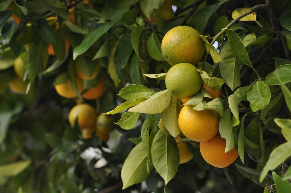 In citrus, the color of the fruit is often green when fruits are not mature in many cases. On maturity, the fruits begin to ripen, during which period the colour turns yellow or orange.