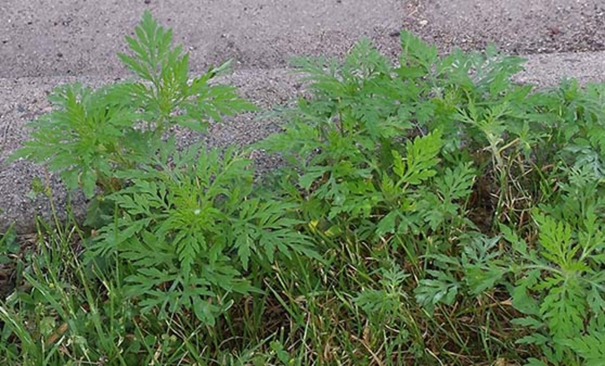 Ragweed is one of the biggest causes of hay fever.