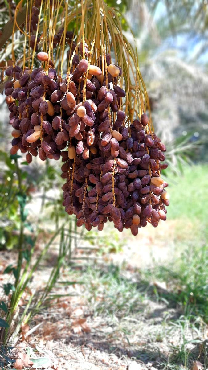 Dates are typically grown in the Middle Eastern countries. 