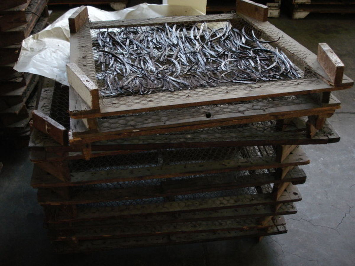 Vanilla beans being dried in the sun