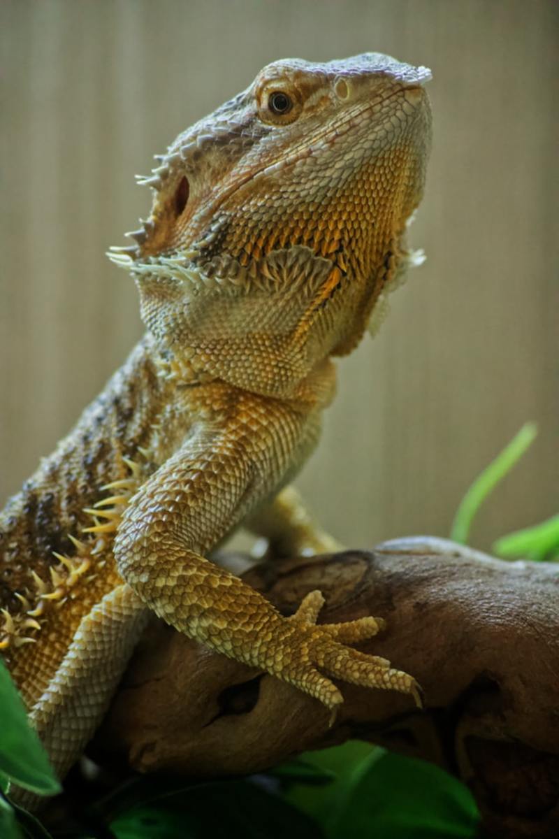 Bearded dragon in terrarium