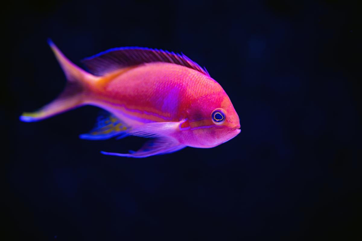 500+ Unique and Exotic Fish Names