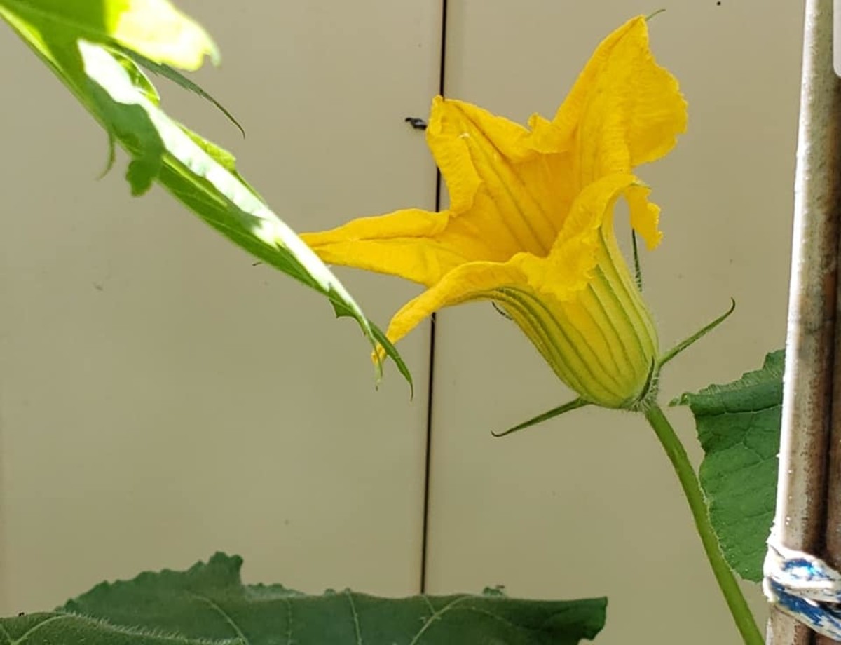 How to Grow Kabocha Squash and Prepare Flowers, Leaves, and Fruits for