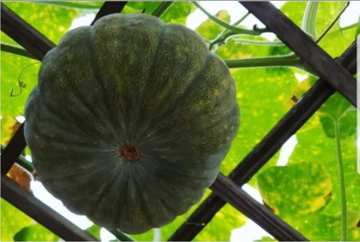 The fruit, flowers, and young leaves of the kabocha squash are all edible. 