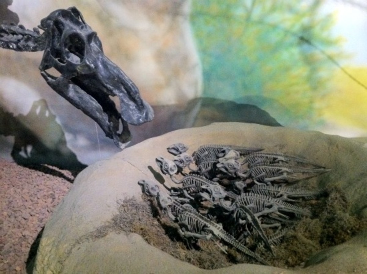 Maiasaura nest at the Wyoming Dinosaur Center in Thermopolis.