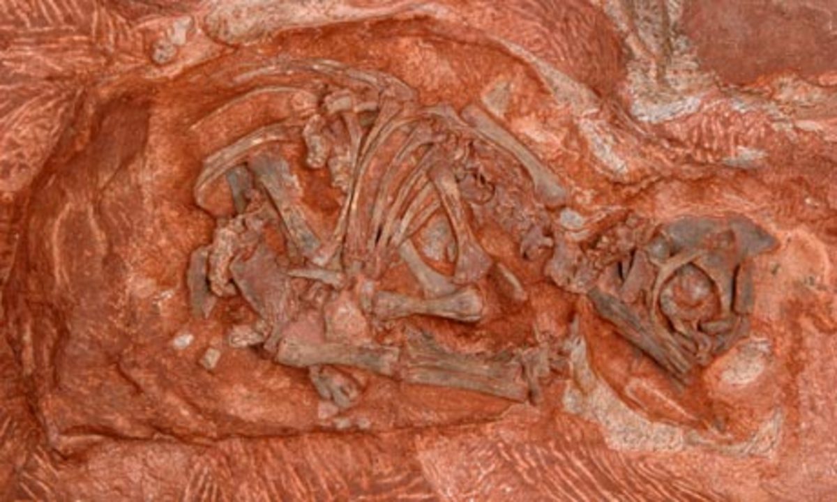 World's oldest dinosaur embryo.