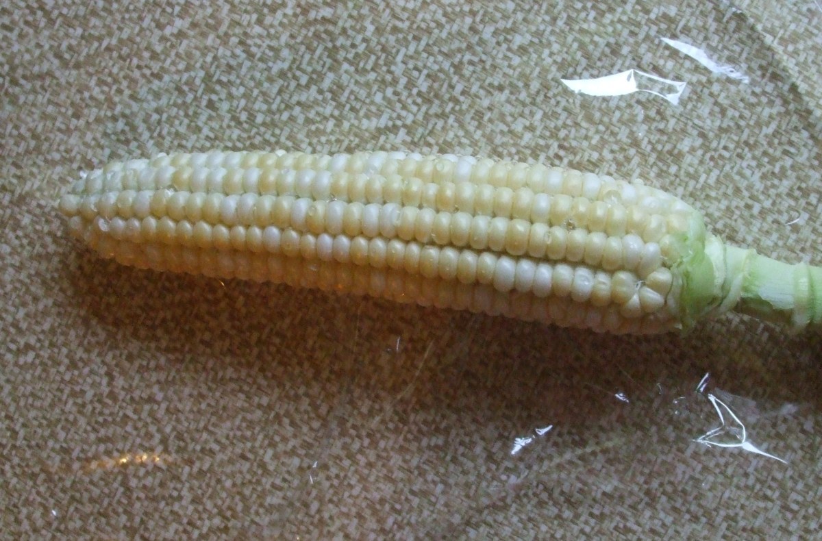 Corn sprinkled with water ready to be wrapped in plastic wrap.