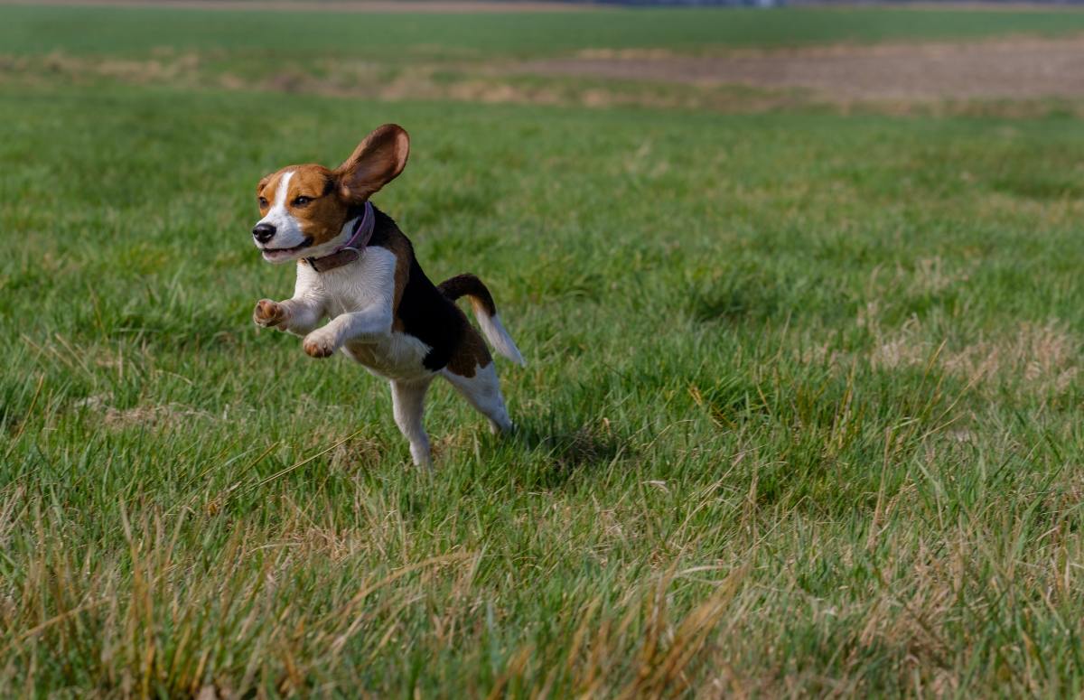Did you know beagles were bred to hunt?