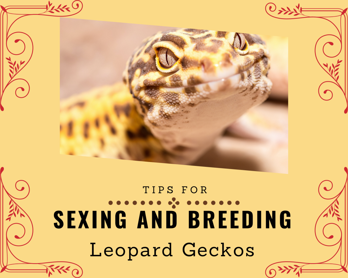 Learn the best breeding practices for leopard geckos. 