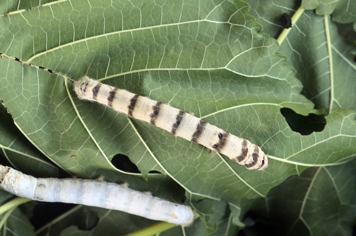 Silkworms can be raised at home!