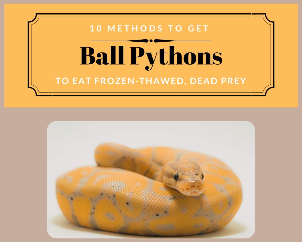 Here are some methods to get your ball python to eat frozen rodents. 