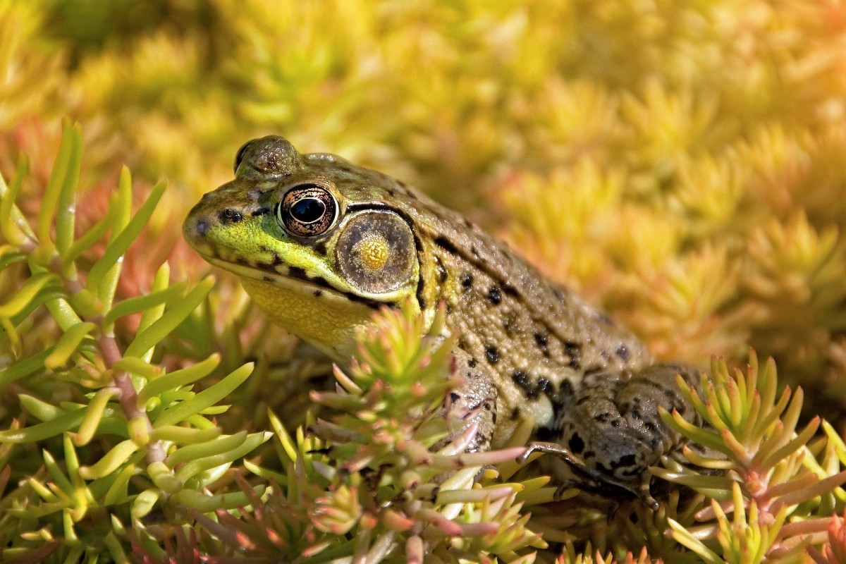 Frogs often visit my garden pond.