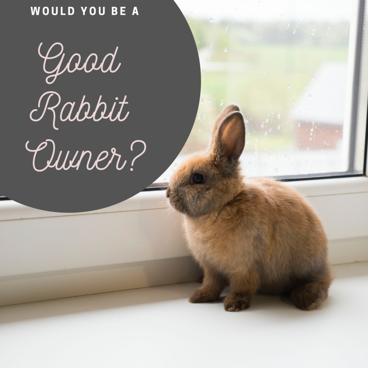 It's important to consider whether you're ready to be a responsible rabbit owner before adopting one. 