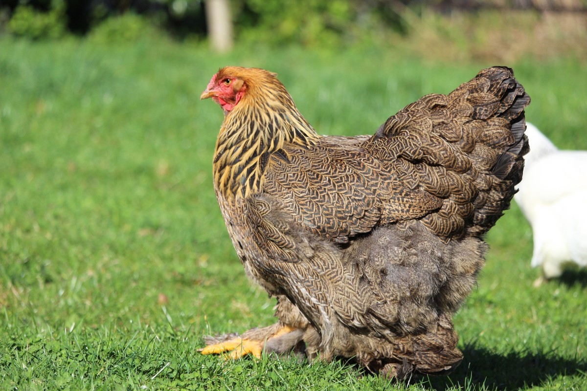 A Brahma chicken. Note the many feathers.