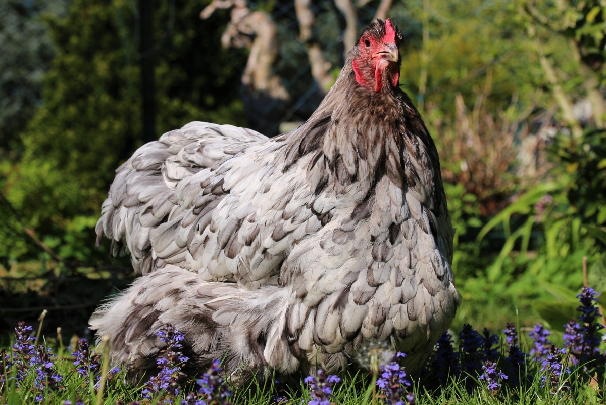 Orpington chickens are known for their dense feathering and large size.
