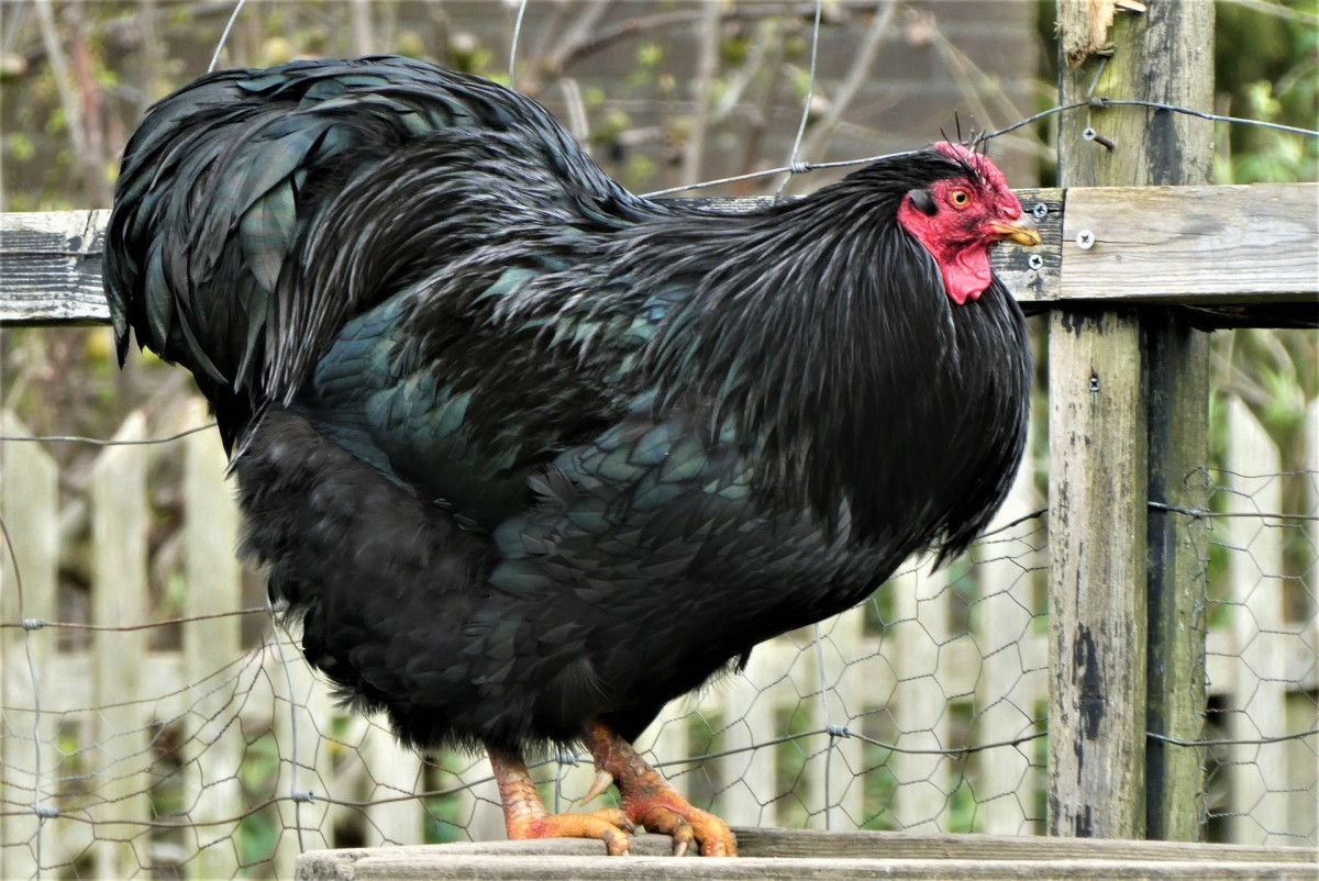 An Australorp rooster. Their standard color is black with a slight green sheen. 