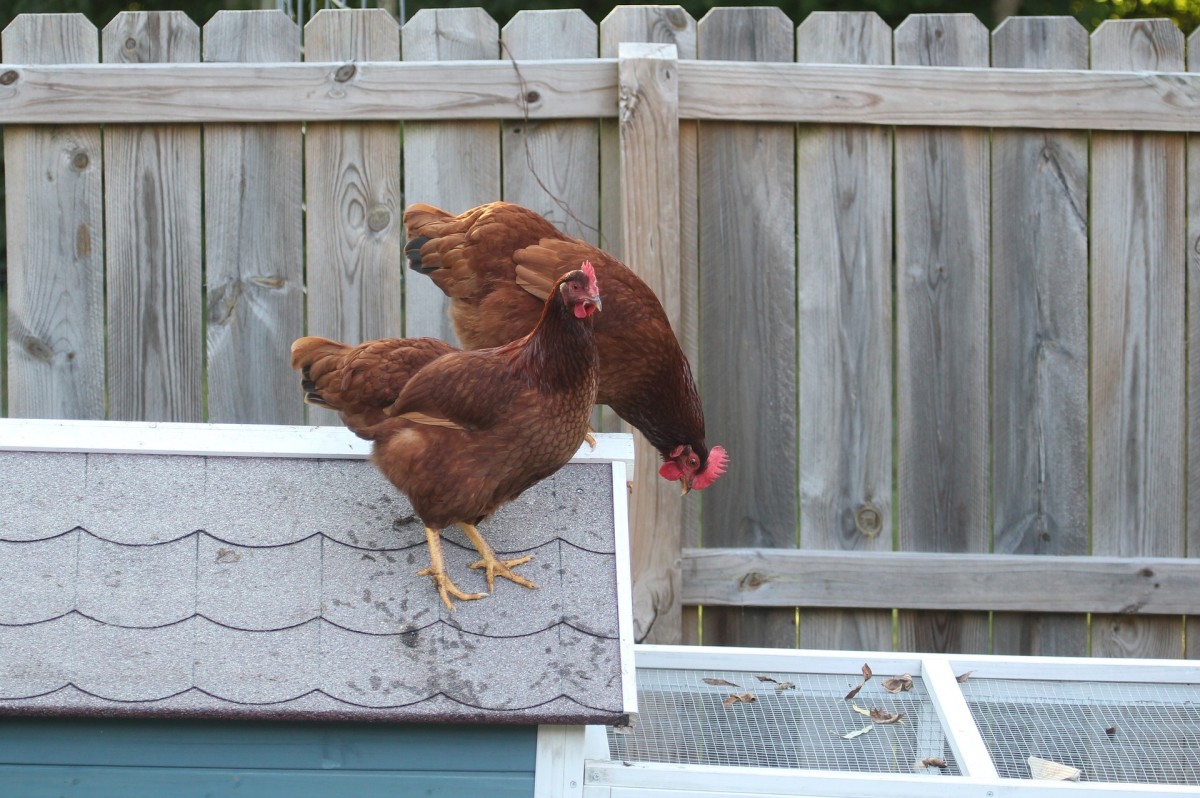 Rhode Island Reds are one of the most popular chickens.