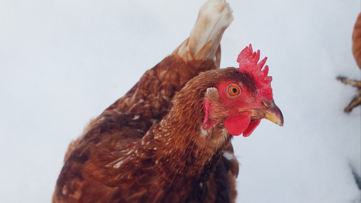 7 Hardy Chicken Breeds That Do Well in Both Hot and Cold Temperatures