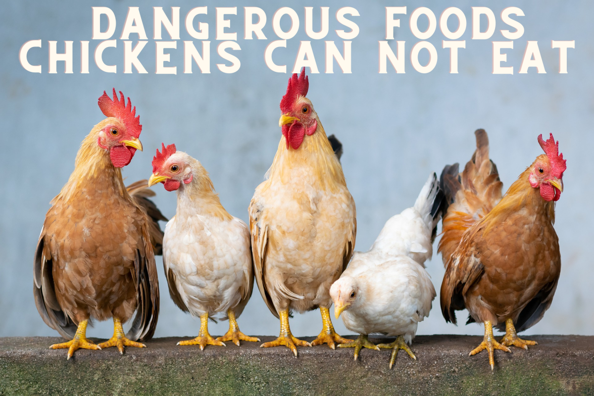 A Guide to Dangerous Foods You Should Never Feed Your Pet Chickens