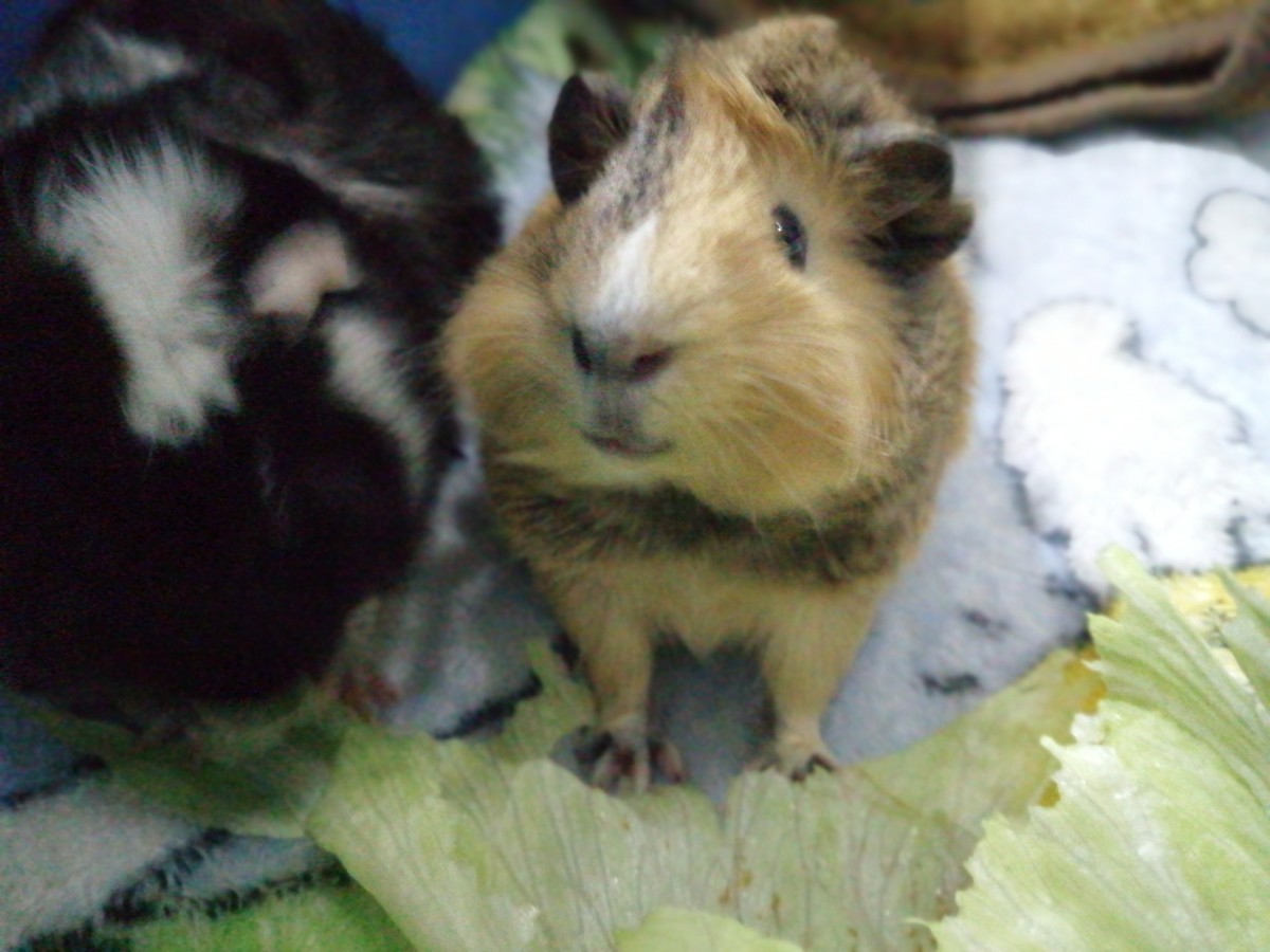 Non watery vegetables for guinea clearance pigs