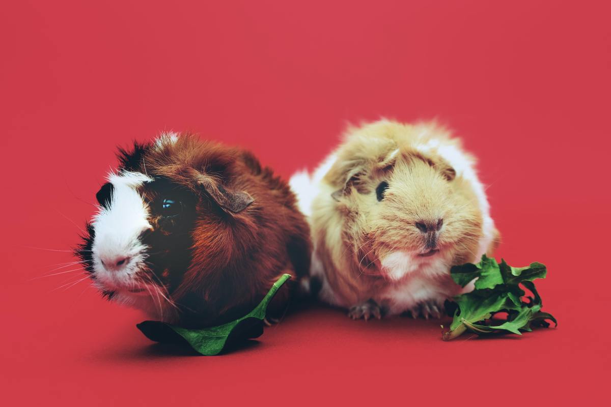 Only the best guinea pig food for us please.