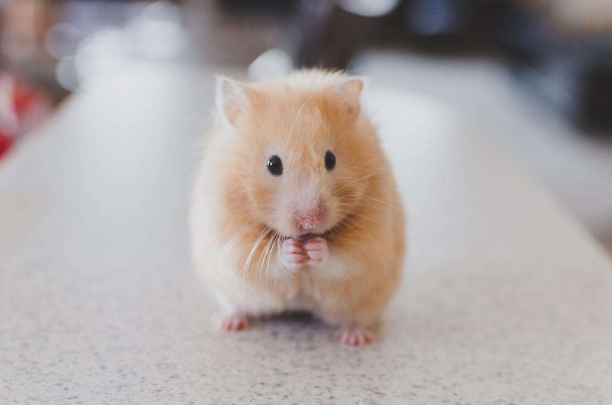 Pay attention to your hamster's behavior and monitor symptoms of illness in case a visit to the vet is necessary. 