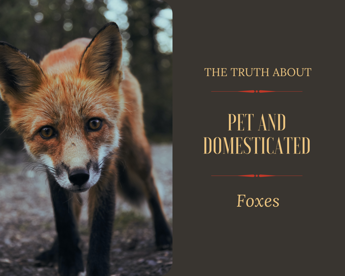 Are you curious about domesticated pet foxes?