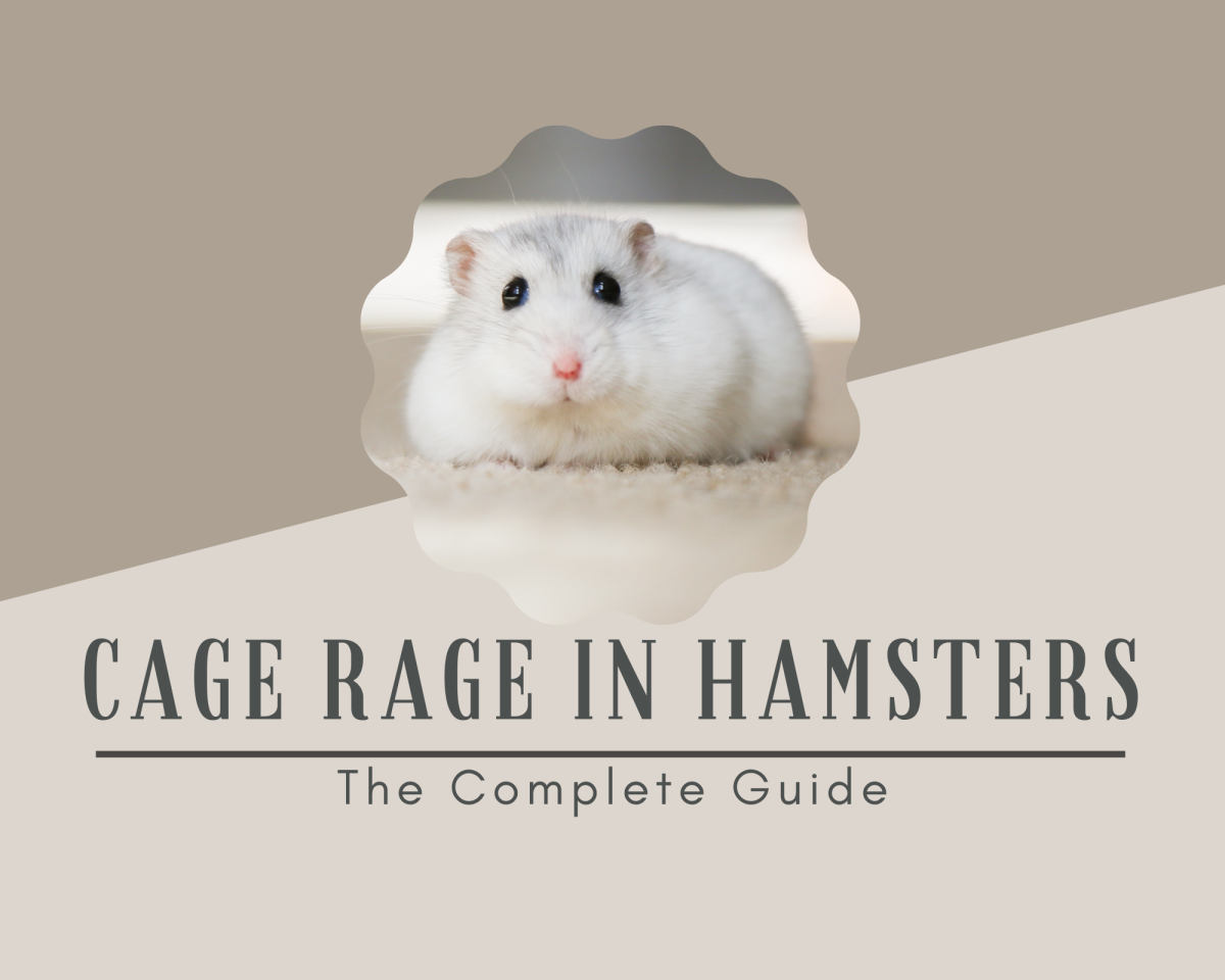 What is cage rage in hamsters? What causes this?