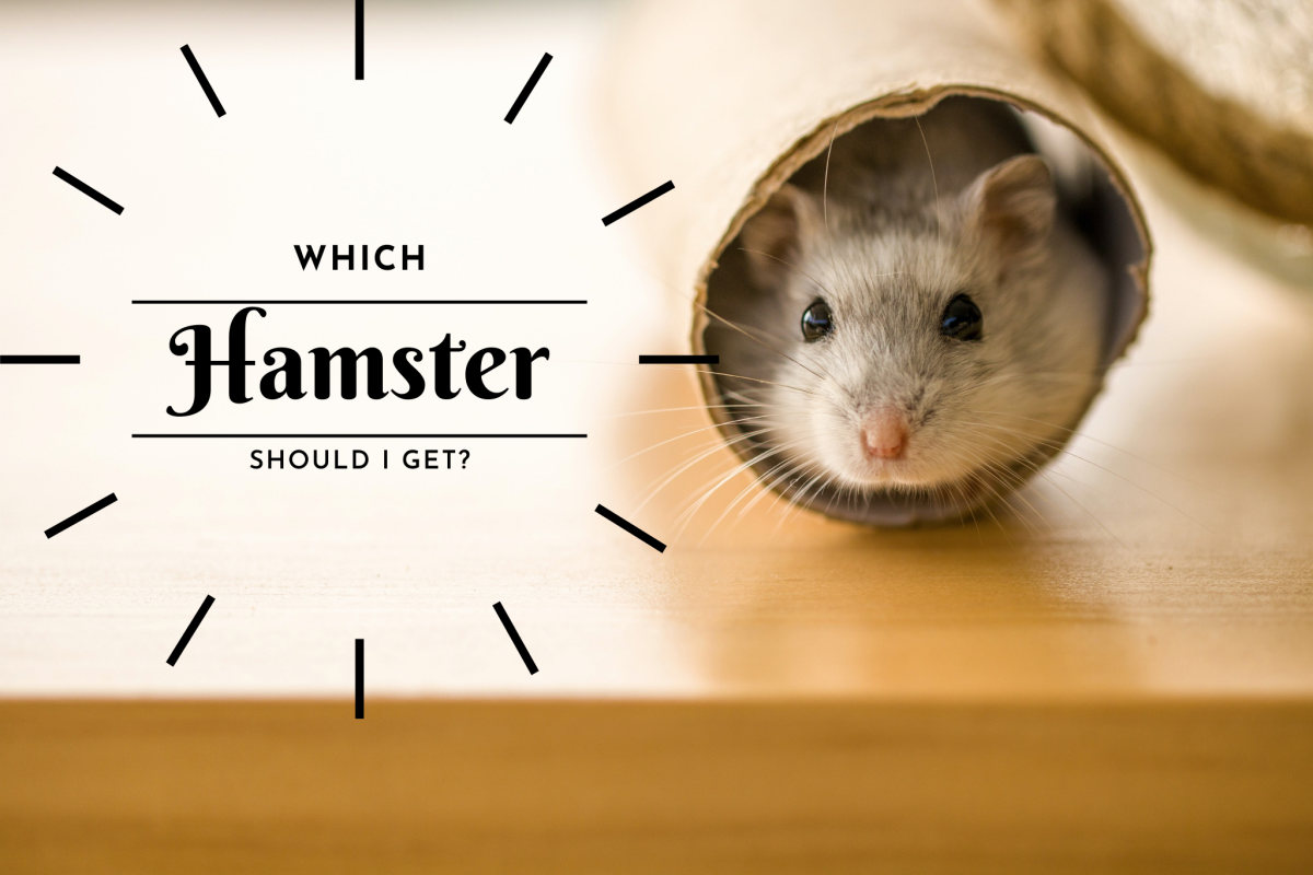 Which Hamster Should I Get?